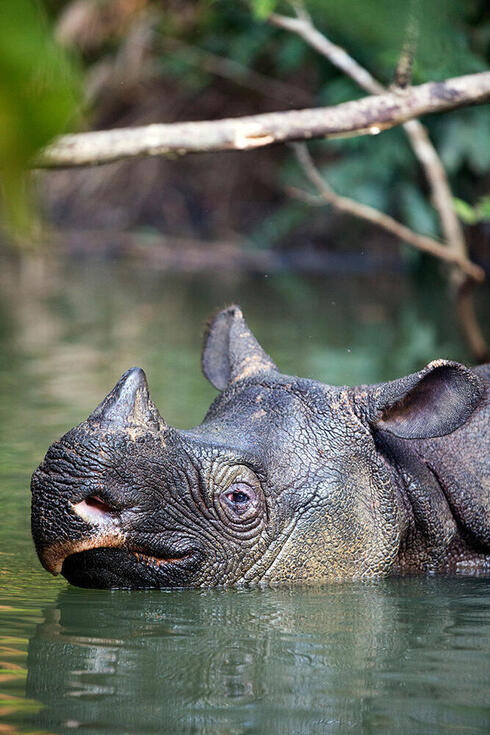Rhino partially submerged in water