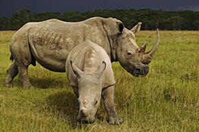 White Rhino | Species | WWF