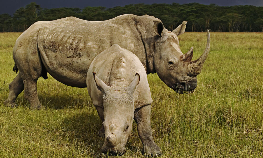 Rhinos 