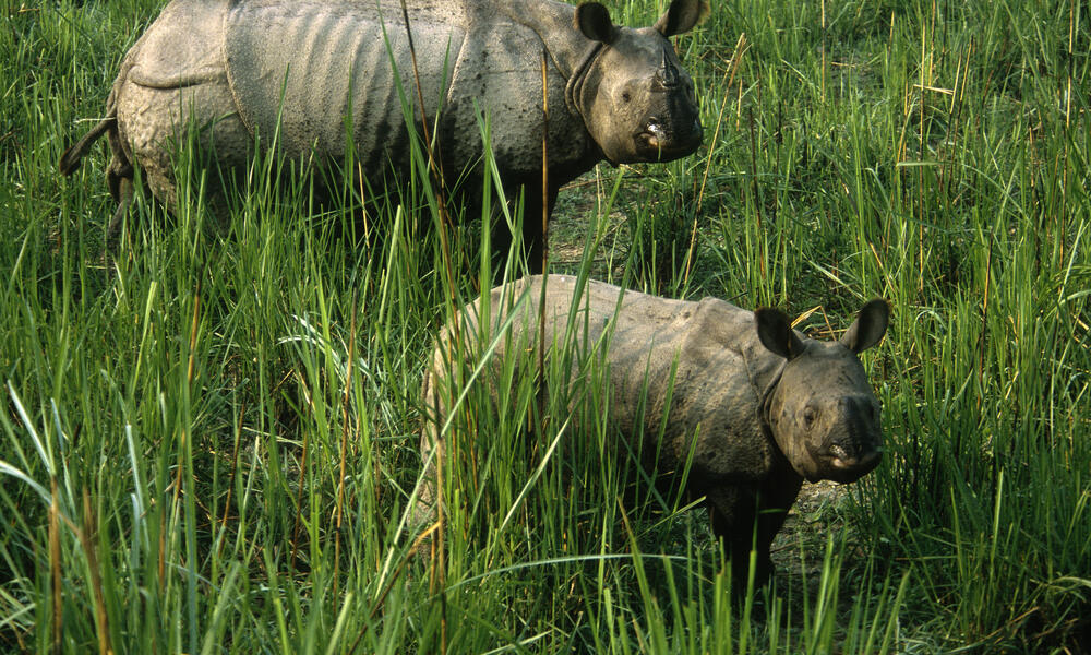 Rhinos 