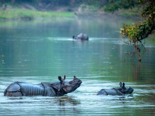 An adult and baby rhino standing in water