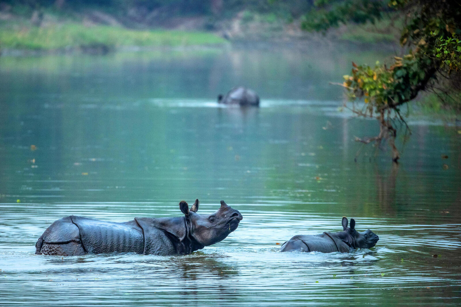 An adult and baby rhino standing in water