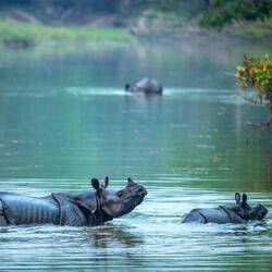 An adult and baby rhino standing in water