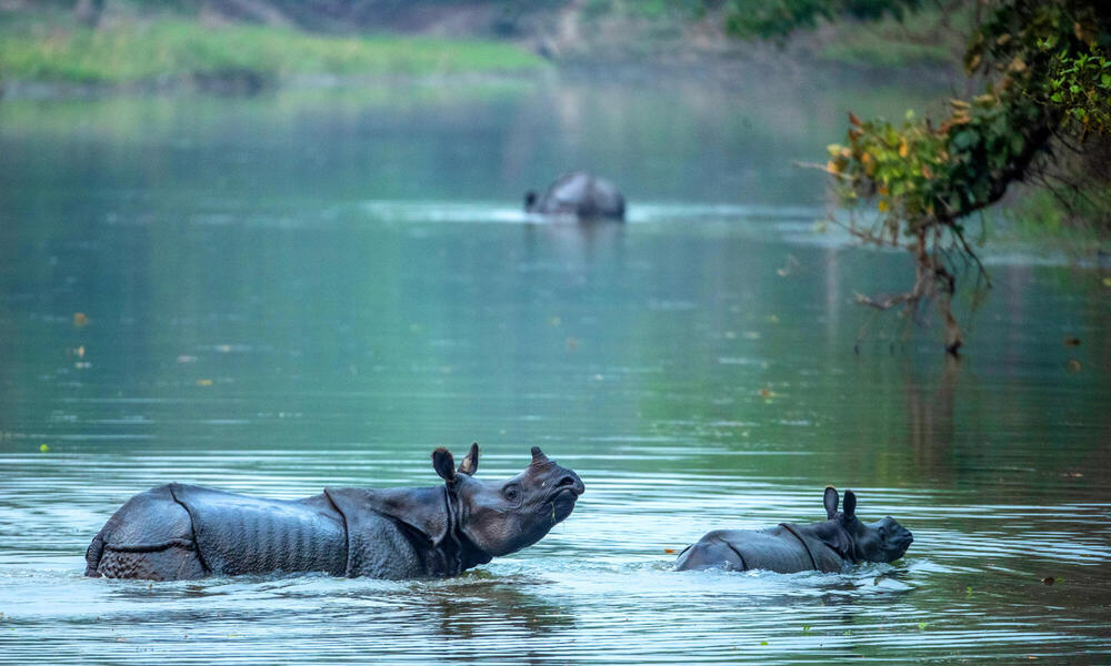 An adult and baby rhino standing in water