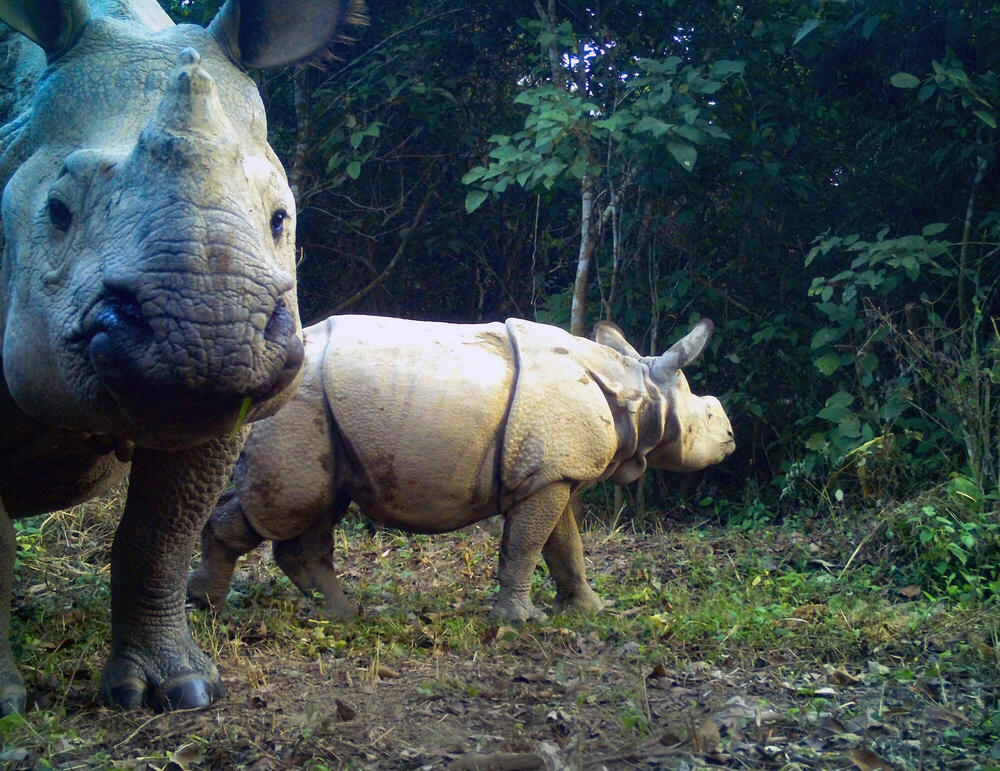 Preparing for A Rhino Rescue Mission — Sumatran Rhino Alliance