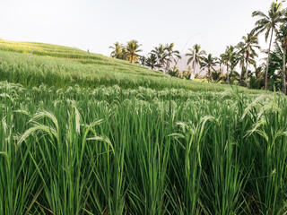 Rice field with tall green plants