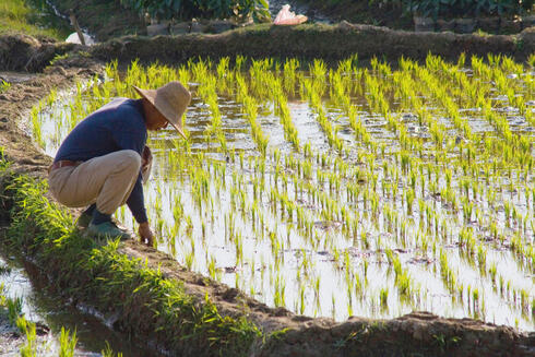Man checking rice field