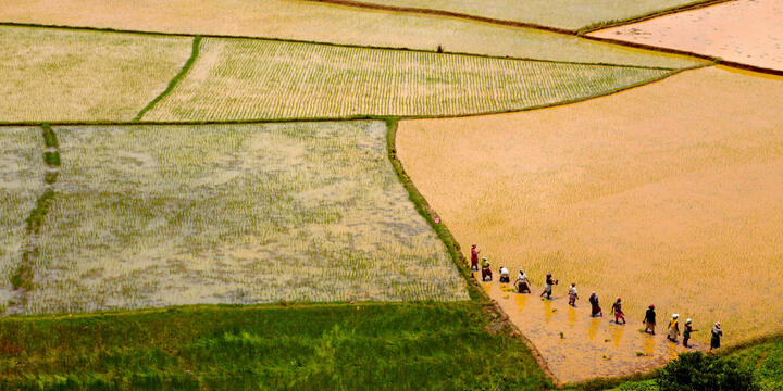 Aerial view of yellow and green rice fields with famers standing in water in one