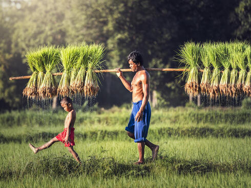 Two farmers harvest rice in the rainy season
