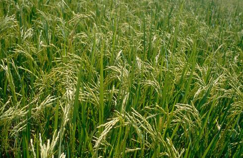 Closeup of a rice field