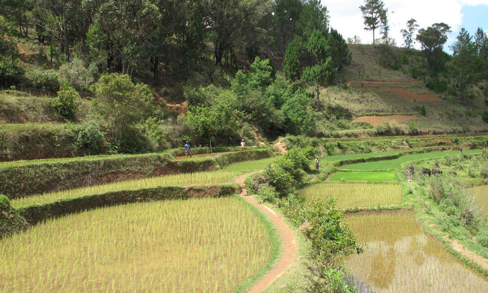 rice field with trees in the background