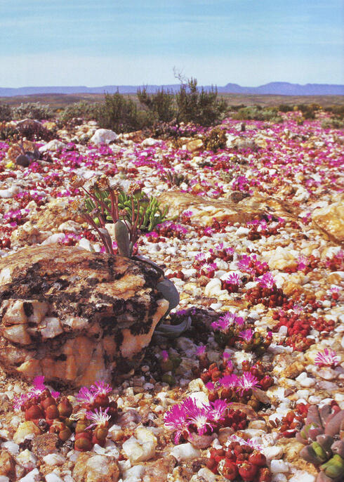 Desert landscape with pink flowers