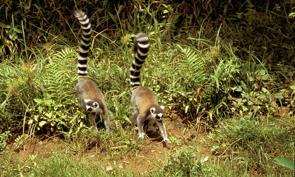 two ring-tailed Lemurs; Madagascar