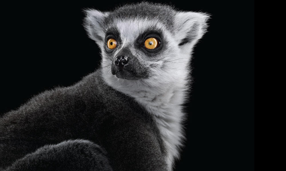 Ring-tailed Lemur #1 by Brad Wilson