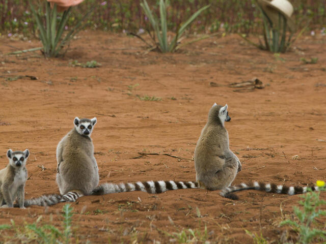 5 lemurs in Madagascar
