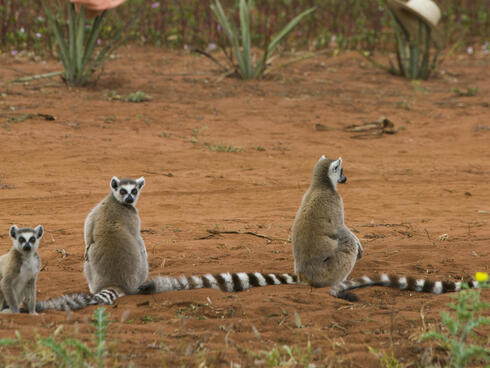 Madagascar Wildlife Discovery