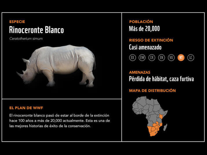 Rinoceronte blanco2