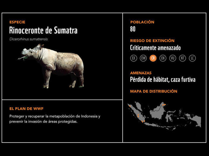 Rinoceronte de Sumatra2
