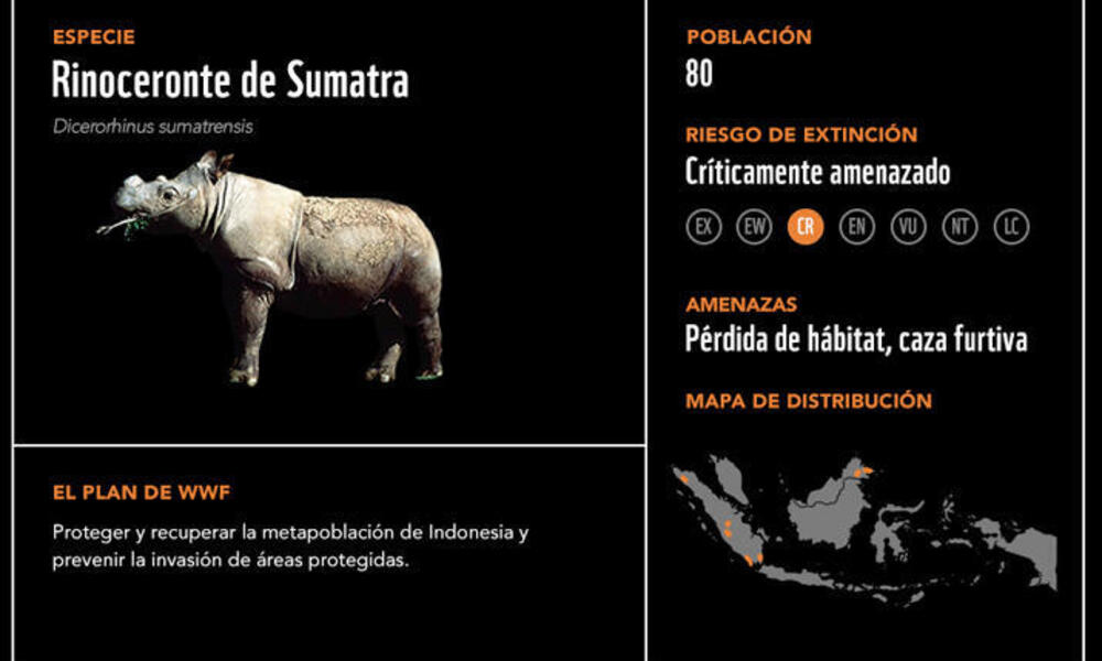 Rinoceronte de Sumatra2