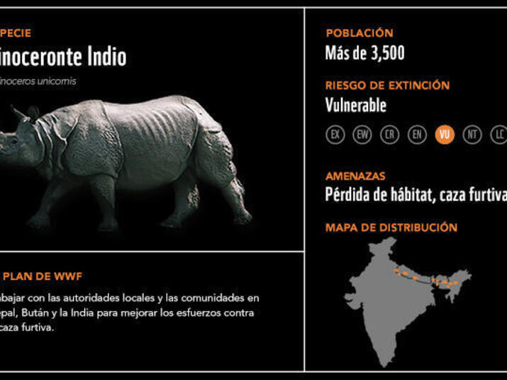 Rinoceronte indio2
