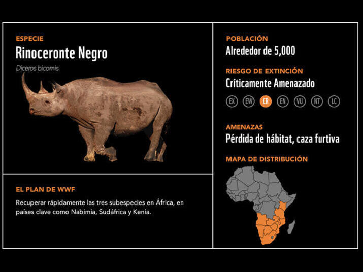 Rinoceronte negro2
