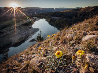 Wildflowers grow on the slopes above the Rio Grande just outside of Terlingua and Big Bend, Texas.