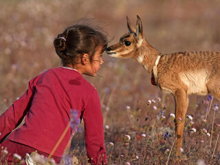 A sitting girl comes face-to-face with a pronghorn fawn