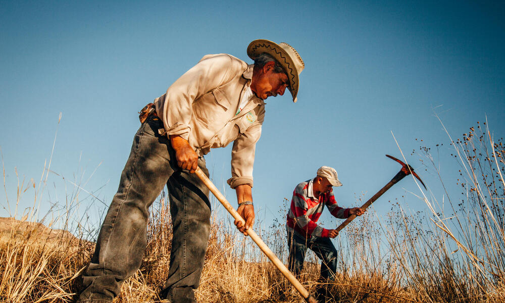 Two men with hand tools tilling ground
