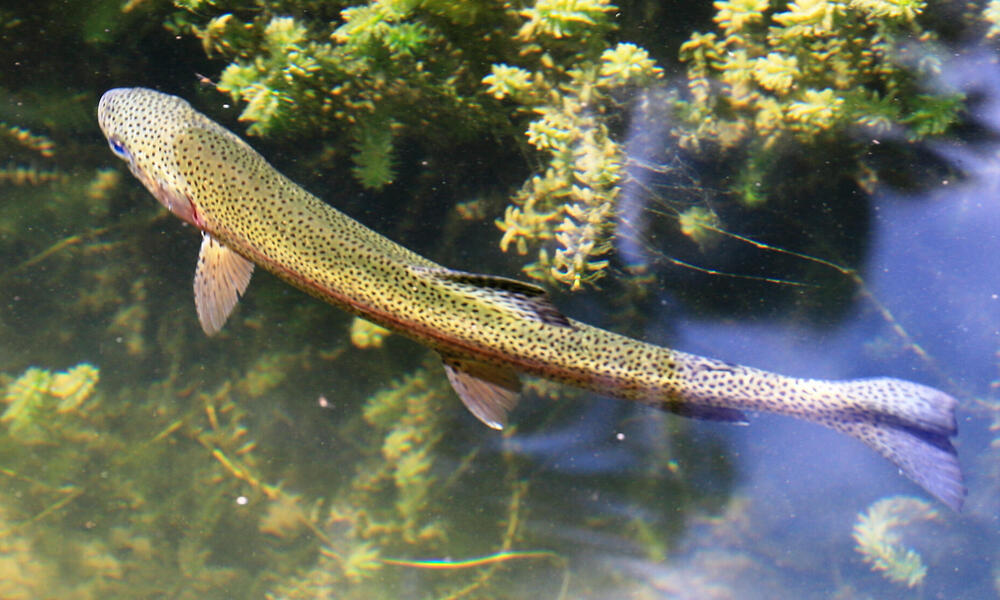Rainbow trout