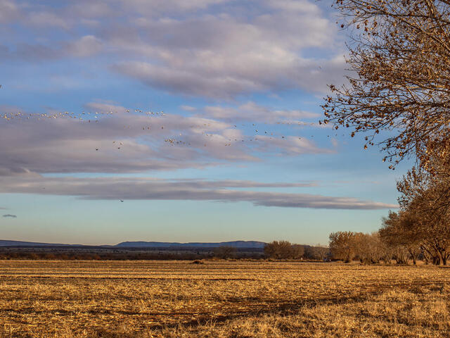 Flat landscape with brown grass, distant mountains, and snow geese flocks in a blue sky 