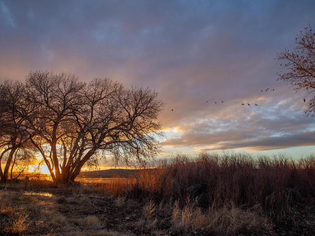 Sunset showing silhouetted trees, colorful sky, birds