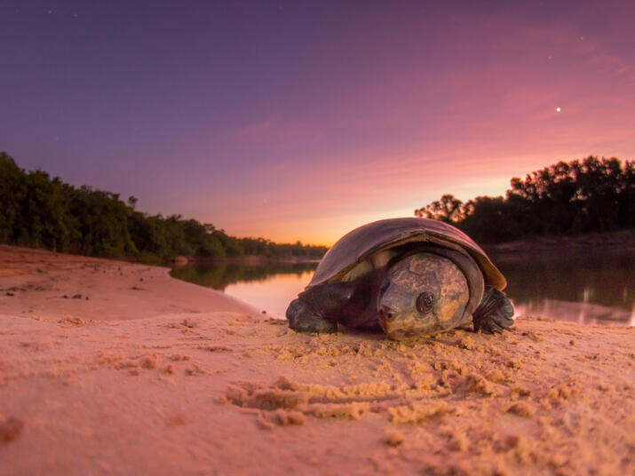 River Bita turtle Jorge Garcia