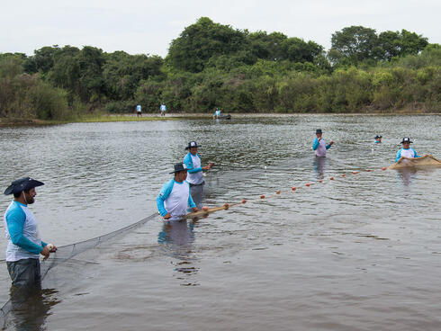 Scientists safely capture a river dolphin