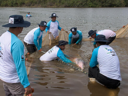 Scientists safely capture a river dolphin