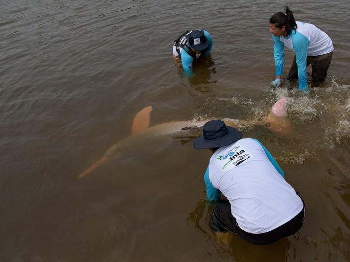 Scientists safely release a tagged river dolphin