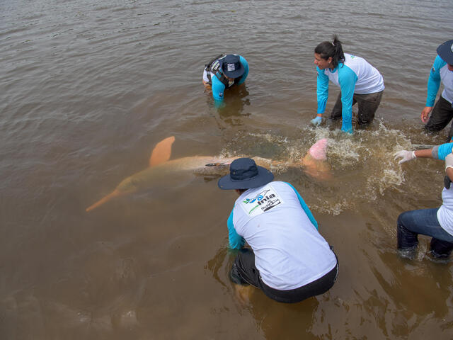 releasing a river dolphin