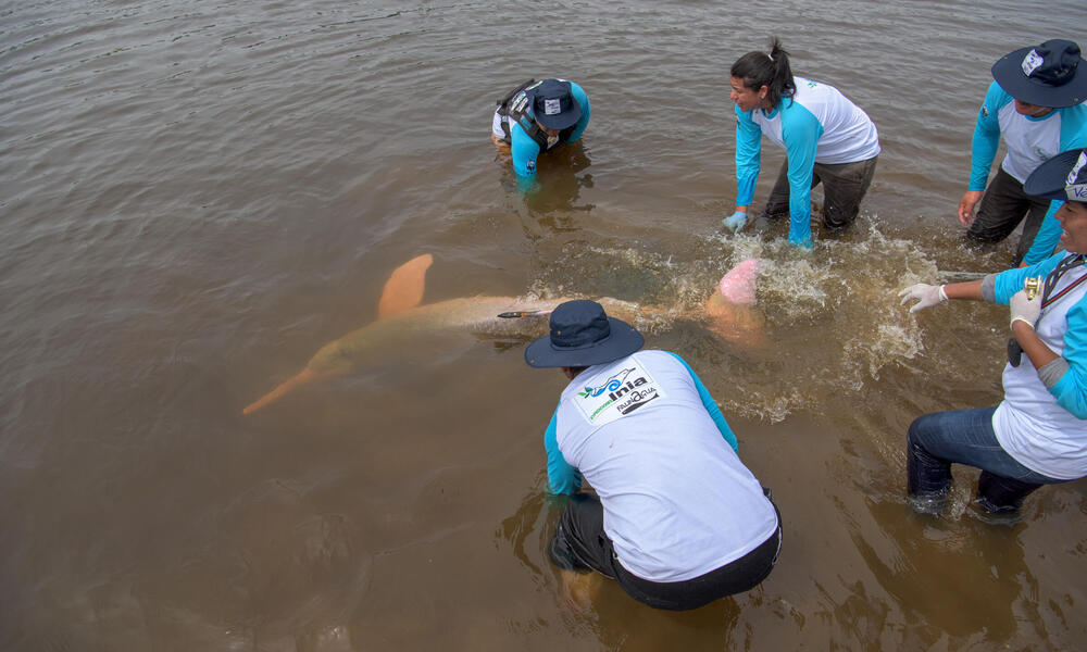 releasing a river dolphin