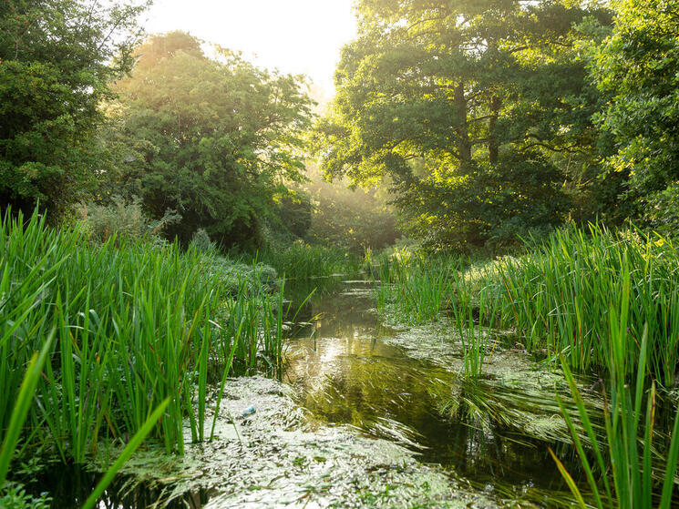 A river runs between grasses and trees at sunrise