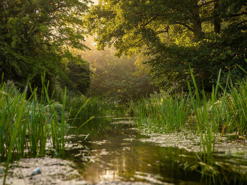 Early morning sunlight shines on a small river amid grassy underbrush