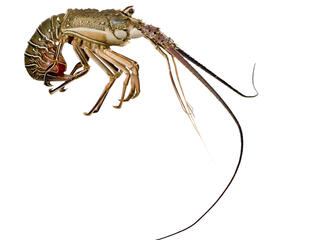 Rock Lobster