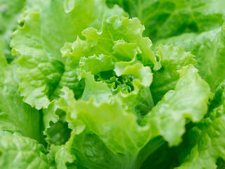 Close-up of romaine lettuce