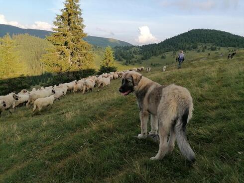 A large tan and black dog shepherds a flock of sheep along a grassy hill with evergreen trees in the background