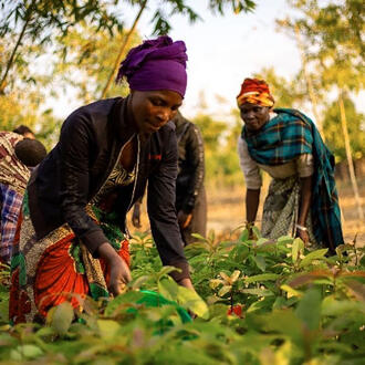 Rose Msofu, the Ibumila conservation group chair, works in the field with other women