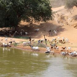 Tanzanian farmers and their livestock rely on the Great Ruaha River. As in Zambia, competing demands on water are stressing this precious resource.
