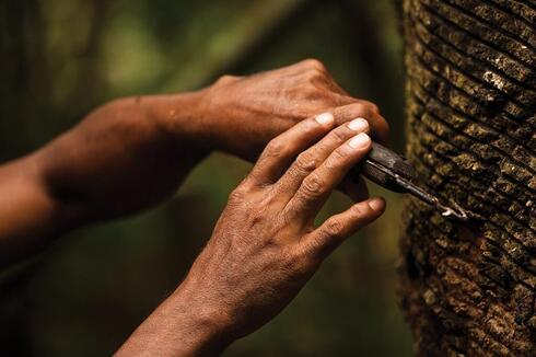 CHICO MENDES: Gandhi of the Rain Forest