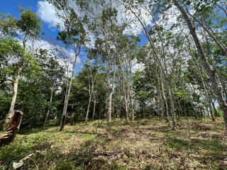 A grove of tall trees in the sunlight