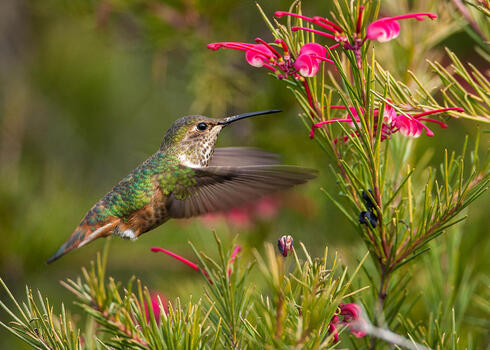 Rufous Hummingbird (Selasphorus rufus) hovering while feeding at flowers at San Elijo Lagoon, San Diego, California, United States