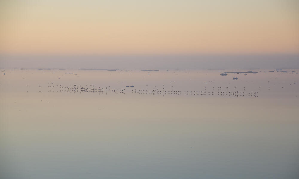 Birds fly just above the surface of calm waters with a pastel orange sky 