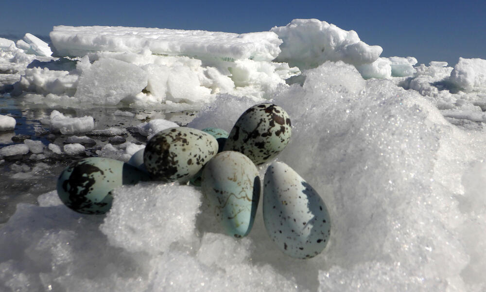 Blue eggs with brown speckles sit in a snowy nest near the sea