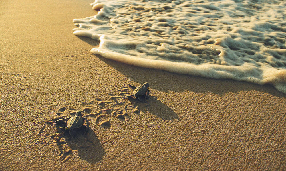 Leatherback turtle (Dermochelys coriacea). Leatherback turtles come to nest on the French Guiana coasts almost all year, but there are two main seasons, the big one from April to August and the smaller one from November to January. During the same season 